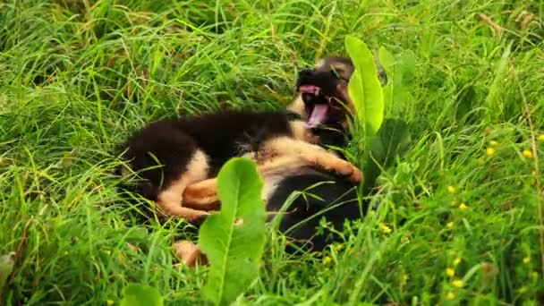 Puppy honden — Stockvideo