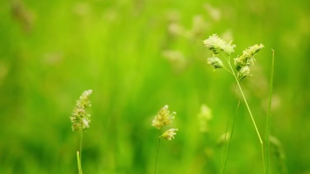 Herbe verte
