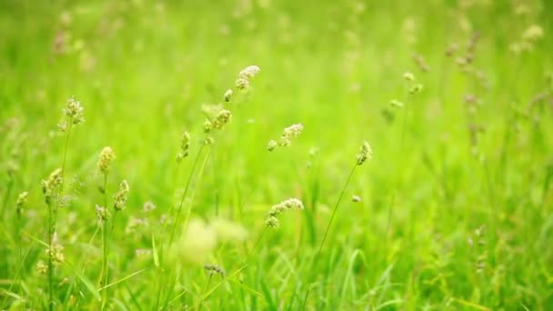 Groen gras — Stockvideo