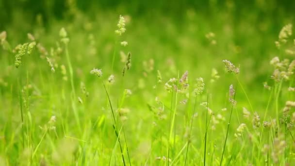 Зелена трава — стокове відео