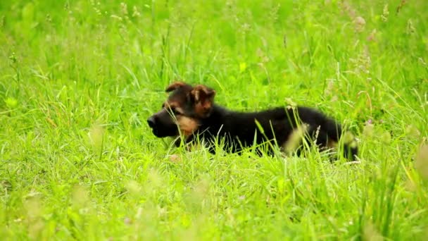 Puppy hondje — Stockvideo