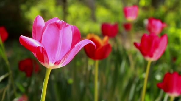 Tulipes rouges fleur 