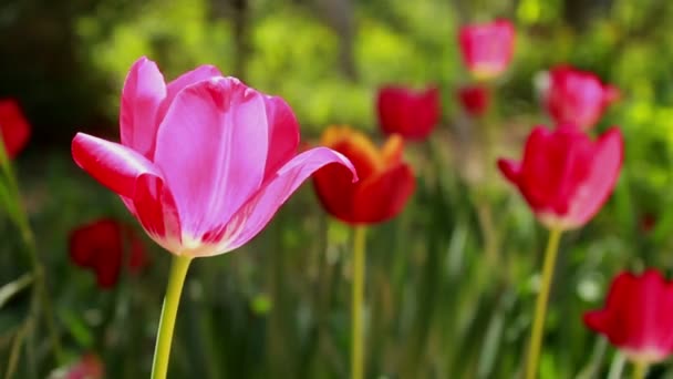 Tulipanes rojos flor — Vídeo de stock