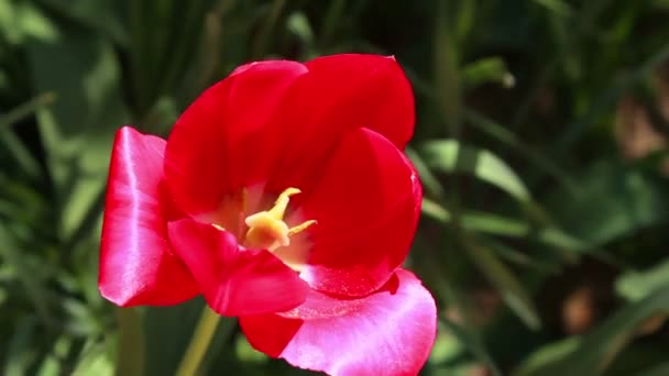 Flor roja del tulipán — Vídeos de Stock