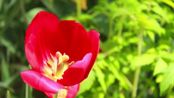 Flor roja del tulipán — Vídeos de Stock