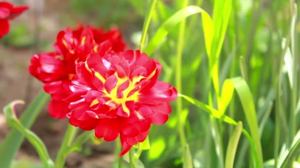 Flor roja — Vídeo de stock