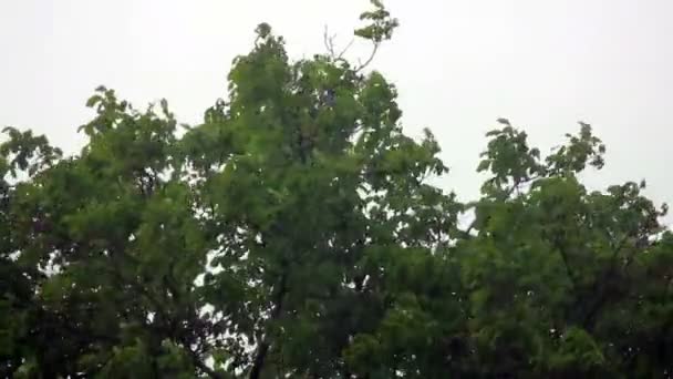 Зеленые деревья — стоковое видео