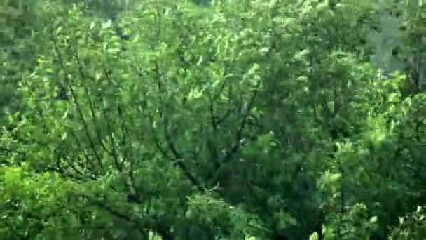 Alberi verdi — Video Stock