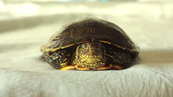 Tortue à la maison 