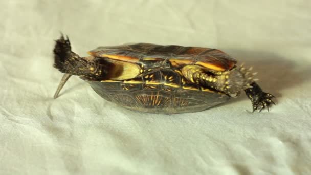 Tortue à la maison 