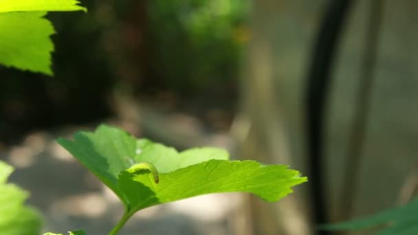 잎에 애벌레 — 비디오