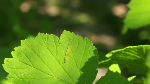 Гусеница на листе — стоковое видео