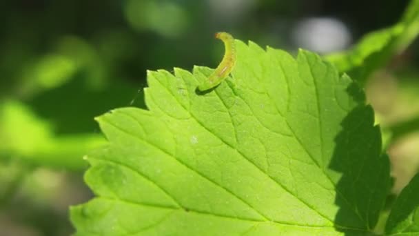 Caterpillar på blad — Stockvideo