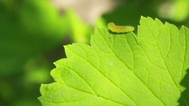 Caterpillar på blad — Stockvideo