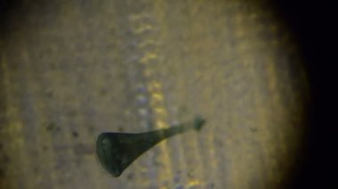Stentor Polymorphus