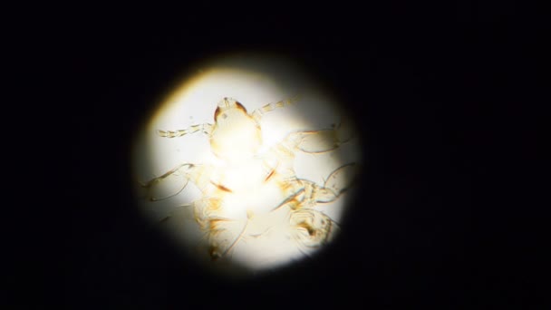 Клещ в микроскопе — стоковое видео