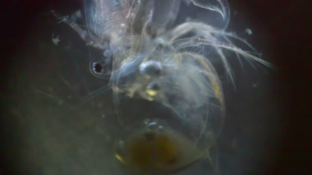 在显微镜下的浮游生物 — 图库视频影像