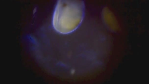 Планктон в микроскопе — стоковое видео