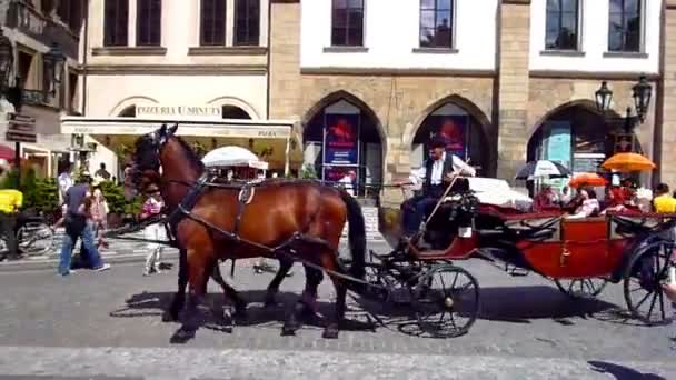 Transporte com cavalos — Vídeo de Stock