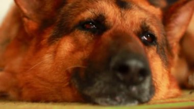 köpek uyur