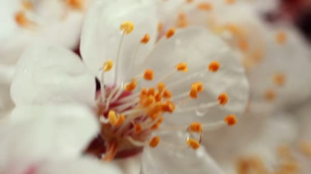 Flor de cereza — Vídeos de Stock