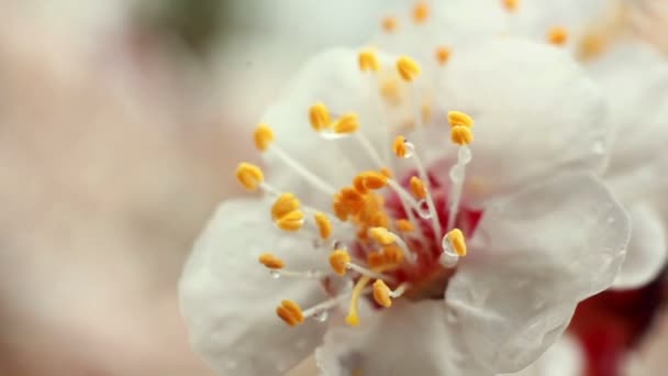 Flor de cereza — Vídeo de stock