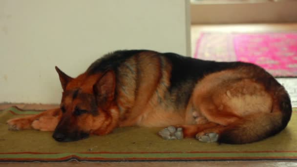 Собака спит — стоковое видео