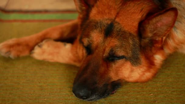 睡觉的狗 — 图库视频影像
