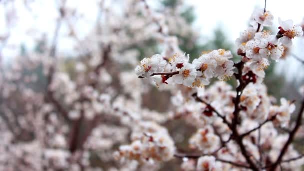 Cherry flowers — Stock Video