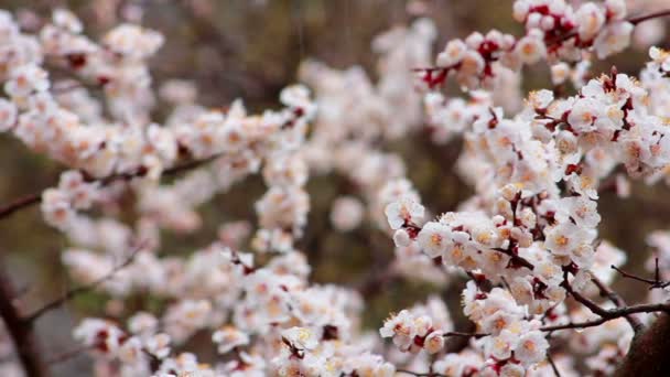 Cherry flowers — Stock Video