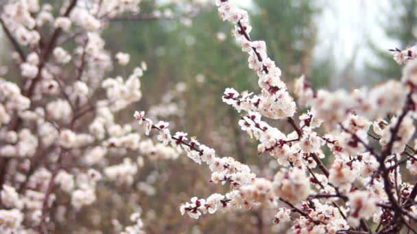Cherry bloemen — Stockvideo