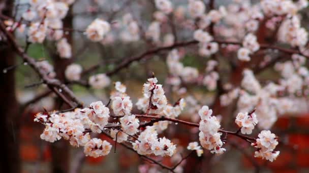 Cherry flowers — Stock Video