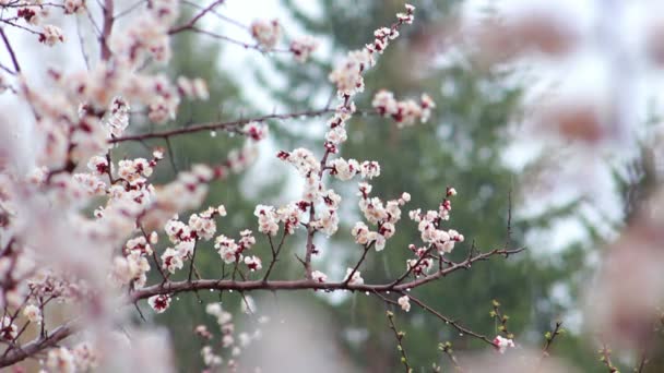 Fleurs de cerises — Video