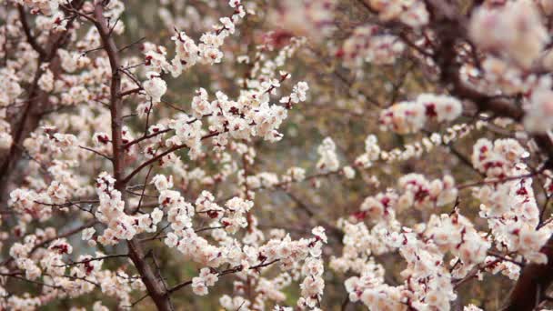 桜の花 — ストック動画