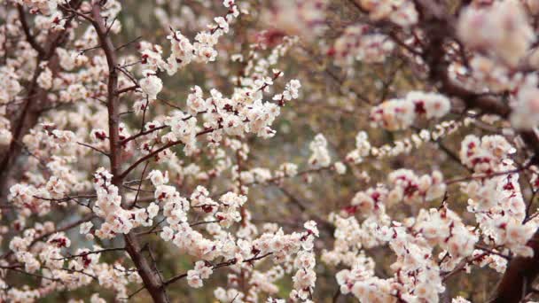 Flores de cereja — Vídeo de Stock