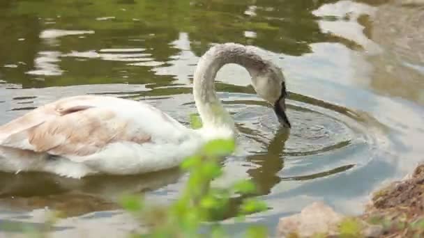 Cisnes brancos — Vídeo de Stock