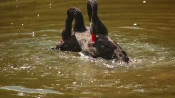 Cisnes negros — Vídeos de Stock