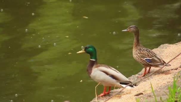 Eenden in de buurt van de vijverwater — Stockvideo