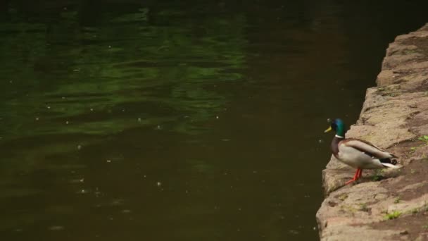 Pato perto de água da lagoa — Vídeo de Stock