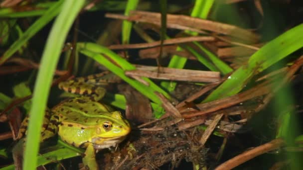 青蛙在草丛中 — 图库视频影像
