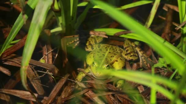 Frosch im Gras — Stockvideo