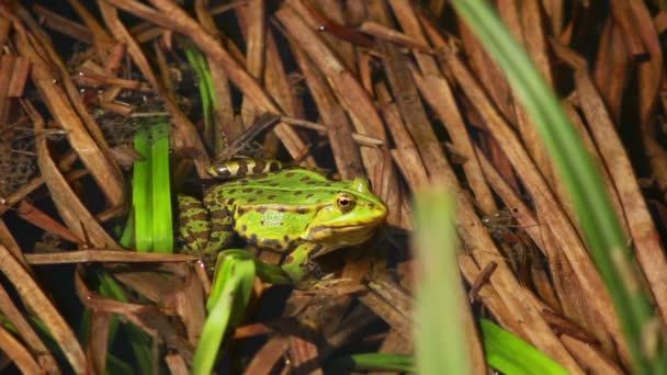 Frosch im Gras — Stockvideo