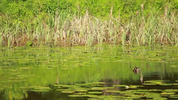 Pato no lago — Vídeo de Stock