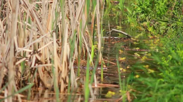 Frogs in grass — Stock Video