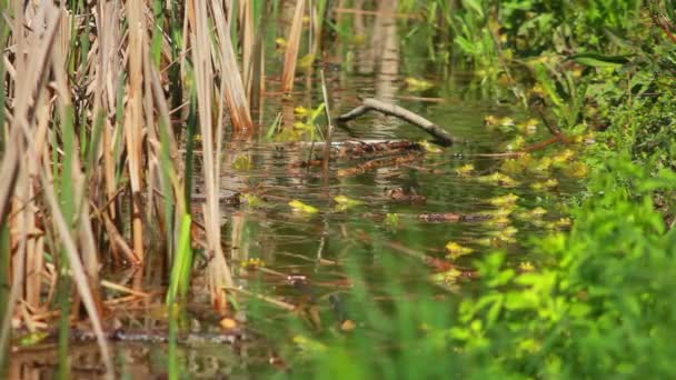 Frogs in grass — Stock Video