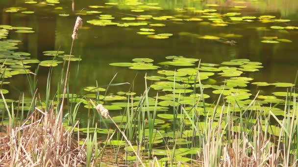 Vass nära lake — Stockvideo