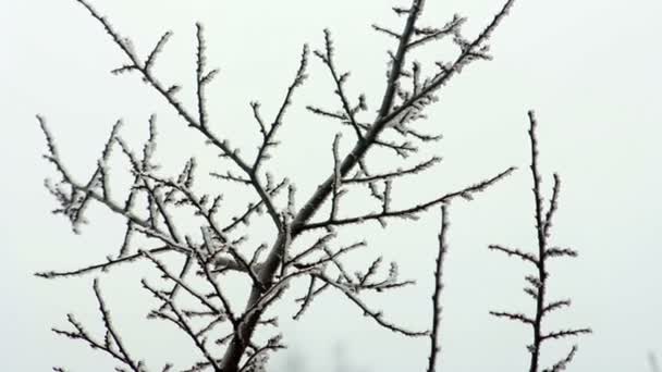 Зимние ветви деревьев — стоковое видео