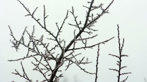 Ramas de árbol de invierno — Vídeos de Stock