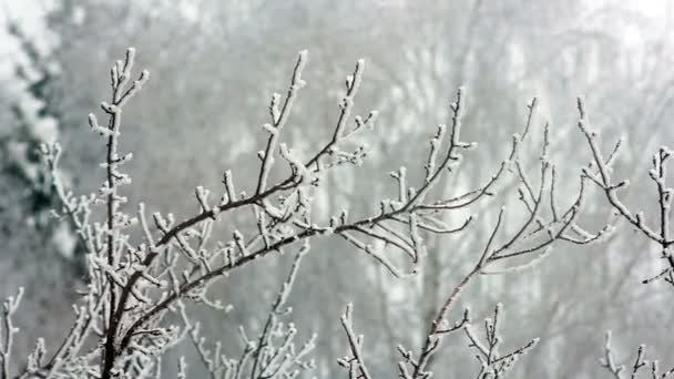 Ramos de árvores de inverno — Vídeo de Stock