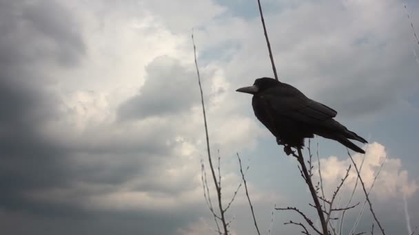 Kraai op een boom — Stockvideo